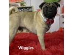 Adopt Wiggles a Pug