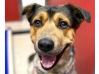 Adopt OSO a Australian Cattle Dog / Blue Heeler, Rottweiler