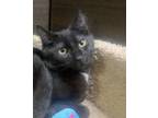 Adopt Lil Panther a Domestic Short Hair