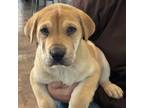 Adopt Reed a Shar-Pei