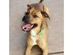 Adopt Huck Finn a Shepherd, Boxer