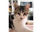 Adopt Finn a Domestic Short Hair, Tabby