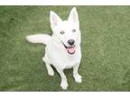 Adopt RODGER a Jindo, Mixed Breed