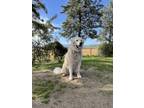 Adopt WILBY a Great Pyrenees