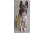 Adopt STEPHEN a Belgian Shepherd / Malinois