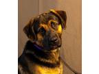 Adopt MILAGRO a German Shepherd Dog, Mixed Breed