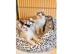 Adopt Kittens a Domestic Medium Hair