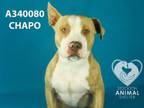 Adopt CHAPO a Pit Bull Terrier