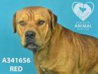 Adopt RED a Mastiff, Mixed Breed