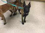 Adopt Dog a Belgian Shepherd / Malinois