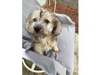 Adopt BABY OLLIE a Terrier