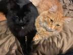 Adopt Beauty and Buddy - Bonded Brothers a Domestic Long Hair