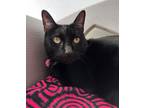 Adopt Max a Domestic Short Hair