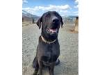 Adopt Malachi a Labrador Retriever, Mastiff