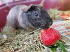 Adopt CEDRIC a Guinea Pig