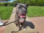 Adopt MANCHESTER a Pit Bull Terrier