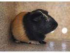 Adopt REESE a Guinea Pig