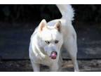 Adopt Dominic a Siberian Husky