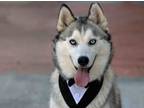 Adopt Pierce a Siberian Husky