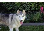 Adopt Pierce a Siberian Husky