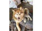 Adopt Rogue a Siberian Husky