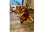 Adopt Koko a Great Pyrenees, Saint Bernard