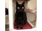 Adopt Magic a Domestic Short Hair