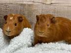 Adopt Jam & Jelly a Guinea Pig