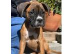 Adopt Sonny a Boxer