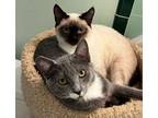 Adopt Cody and Connor a Siamese, Domestic Short Hair