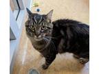 Adopt Simon a Domestic Long Hair