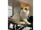 Adopt Creamsicle a Domestic Medium Hair