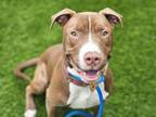 Adopt HORTON a Pit Bull Terrier