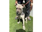 Adopt DODGER a Great Dane, Mixed Breed