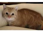 Adopt CARAVELO a Domestic Short Hair