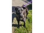 Adopt SNOOPY* a Staffordshire Bull Terrier, Mixed Breed