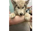 Adopt Pink a Husky, Mixed Breed