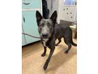 Adopt Wolfie a Shepherd, Mixed Breed