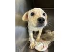 Adopt Ace a Cattle Dog, Mixed Breed