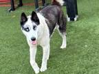 Adopt PETE WENTZ a Siberian Husky, German Shepherd Dog