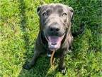 Adopt BIG SEAN a Labrador Retriever, Mixed Breed