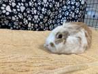 Adopt A2127088 a Bunny Rabbit