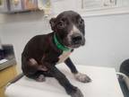 Adopt A2130082 a Pit Bull Terrier