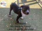 Adopt A2130083 a Pit Bull Terrier