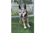 Adopt BENNETT a German Shepherd Dog