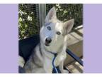 Adopt TROY a Siberian Husky