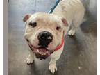 Adopt BLANCO a Pit Bull Terrier