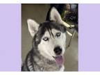 Adopt JOSH a Siberian Husky