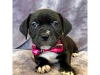 Adopt Rocky a Pit Bull Terrier, Boxer