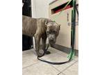 Adopt TIAGO a Cane Corso